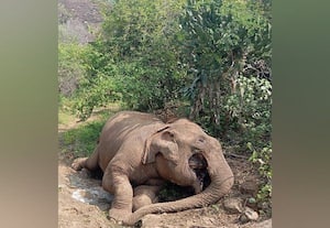  பழநி காப்புக்காட்டில் யானை இறப்பு; இயற்கை மரணம் என அறிவிப்பு