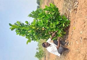  பழம் தரும் மரங்களை பயிரிட்டு மகசூல் விவசாயிகள் மத்தியில் ஆசிரியர் புரட்சி