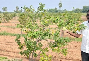  பழம் தரும் மரங்களை பயிரிட்டு மகசூல் விவசாயிகள் மத்தியில் ஆசிரியர் புரட்சி