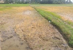  விஷ மருந்து தெளித்து நெற்பயிர்கள் அழிப்பு தம்மனுார் விவசாயி போலீசில் புகார்