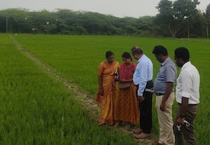  பருவ மின்னணு பயிர் சாகுபடி கணக்கீடு மாவட்ட வேளாண் அதிகாரி ஆய்வு