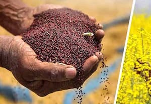  கடுகு சாகுபடி பரப்பளவு 4.30% உயர்வு