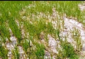  எம்.கரிசல்குளத்தில் கருகும் நெற்பயிர்கள் விவசாயிகள் தவிப்பு