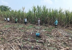  உத்திரமேரூரில் கரும்பு அறுவடை துவக்கம்