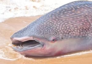  சுறா மீன்கள் இறப்பு குறித்து ஆய்வு மத்திய அரசுக்கு மீனவர்கள் கோரிக்கை