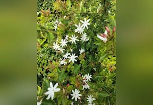  குளிர் காலத்திலும் மகசூல் தரும் 'மார்கழி மல்லிகை' சாகுபடி செய்தால் ஆண்டு முழுதும் வருவாய்