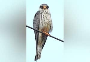  10 ஆண்டுக்குப்பின் ராஜபாளையத்தில் சீனாவின் அமுர் வல்லுாறு பறவை