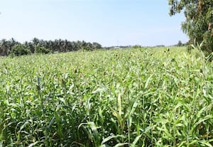  கைகொடுத்த வடகிழக்கு பருவமழை வெள்ளைச்சோளம் சாகுபடி அதிகரிப்பு