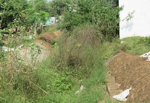  செடிகளால் துார்ந்த வடிகால்வாய் மழைநீர் வெளியேறுவதில் சிக்கல்