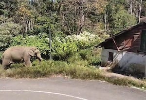  குடியிருப்பில் புகுந்த யானை; தொழிலாளர்கள் பீதி