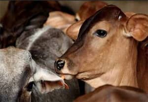  கோமாரி நோய் தடுப்பூசி போடும் பணிகள்... தீவிரம்: மாவட்டத்தில் கால்நடைகளை பாதுகாக்க நடவடிக்கை