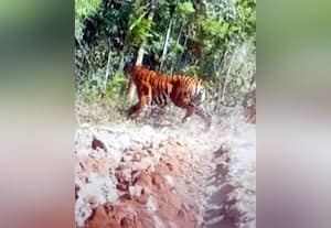  புலிகள் தாக்குதலில் தப்பிய டிராக்டர் ஓட்டுநர், சிறுவன்