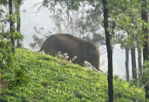  தேயிலை தோட்டத்தில் முகாமிட்ட காட்டு யானை; அச்சத்தில் டான்டீ தொழிலாளர்கள்