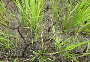  இடிதாக்கி மின்மாற்றி சேதம்: அதிகாரிகள் அலட்சியம் கருகும் பயிர்கள்... கண்ணீர் விடும் விவசாயிகள்