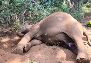  காட்டு யானை உயிரிழப்பு;  வனத்துறை விசாரணை