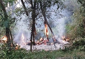  வனத்தை ஒட்டி எரிக்கப்படும் மூங்கில்கள்;  காற்றில் தீ பரவும் அபாயம்