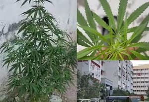 சென்னை ஸ்டான்லி மருத்துவமனையில் கஞ்சா செடி வளர்ப்பு; போலீஸ் அதிர்ச்சி