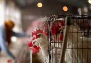 பறவை காய்ச்சல் பரவல்: தமிழக எல்லையில் கண்காணிப்பு தீவிரம்