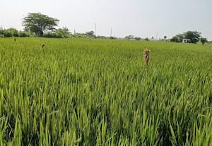  நெல் வயல்களில் எலிகளை கட்டுப்படுத்த வைக்கோல் பந்து பயன்படுத்தும் விவசாயிகள்