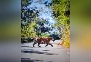  அட்டப்பாடியில் தென்பட்ட புலி கிராம மக்கள் 'கிலி'