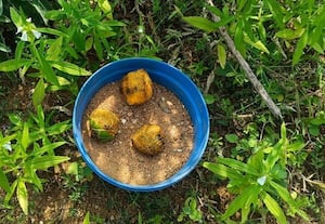  வெடிகுண்டுகள் பறிமுதல்