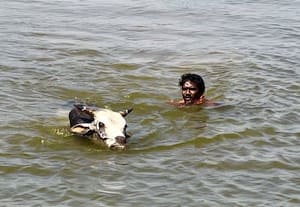 ஜல்லிக்கட்டு திருவிழா களம் காண காளைகள் ﻿ தயாராகிறது !திருப்புவனத்தில் காளைகளுக்கு பயிற்சி தீவிரம்