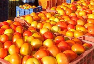  இரு மடங்காக அதிகரித்த தக்காளி விலை