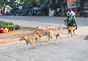  தெரு நாய்கள் தொல்லை அச்சத்தில் பொதுமக்கள்