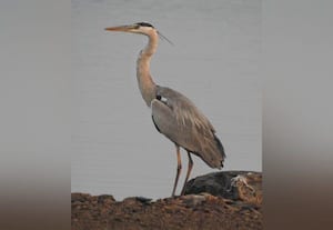  மாவட்டத்தில் 56 இடங்களில் பறவைகள் கணக்கெடுப்பு 