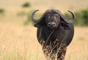 வெறிநாய் கடித்து எருமை உயிரிழப்பு... ரைத்தா சாப்பிட்ட மக்கள் மருத்துவமனையில் குவிந்ததால் பரபரப்பு