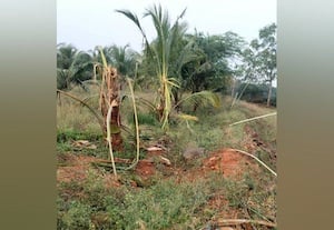  யானைகளின் அகோர பசிக்கு இரையான 40 தென்னை மரம்