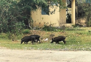  அச்சிறுபாக்கம் பி.டி.ஓ., ஆபீசில் திரியும் பன்றிகளால் சீர்கேடு