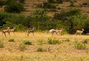  ஜெயமங்களி வன பூங்கா குழந்தைகள் விரும்பும்
