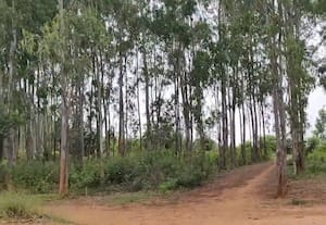  மனதிற்கு அமைதி தரும்  ஜர்காபந்தி வனப்பகுதி