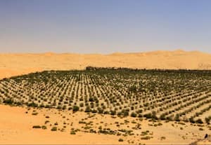  பாலைவனங்கள் சோலைவனமாக மாறுது: பசுமை புரட்சியில் சவுதி! 100 கோடி மரக்கன்றுகள் நட இலக்கு