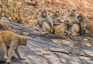 தலைநகர் டில்லி சட்டசபை வளாகத்தில் திரியும் குரங்குகள்; விரட்ட 'மிமிக்ரி' செய்வோர் நியமிக்க முடிவு