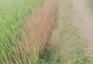  கண்ணங்குடி வட்டாரத்தில் நெற்பயிரில் நோய் தாக்குதல் விவசாயிகள் கவலை