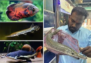  இந்த மீன்களை இப்படி வளர்க்கலாம்!