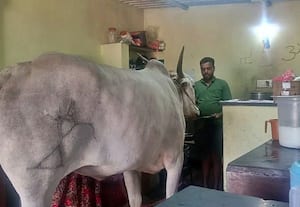  இட்லி, தோசை மட்டுமே சாப்பிடும் கோவில் காளை