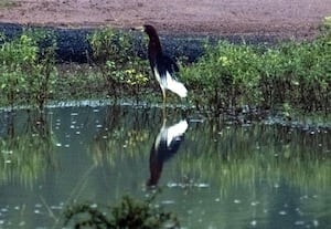 ஈரநில பறவைகள் கணக்கெடுப்பு: : 25 கண்மாய்களில் 17 ஆயிரம் பறவைகள் வருகை