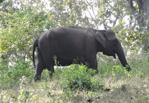  இறந்த குட்டி யானை உடல் அருகே காட்டு யானைகள்;  கண்காணிப்பில் வனத்துறையினர்
