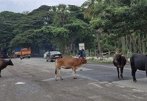 மேட்டுப்பாளையம் -- ஊட்டி சாலையில் மாடுகளால் அவதி