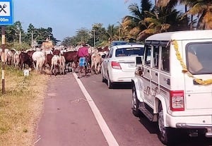  மேய்ச்சல் மாடுகளால் நெரிசலில் சிக்கும் பக்தர்கள் வாகனங்கள் - சபரிமலை சீசன் முடியும் வரை தடை விதிக்க வேண்டும்