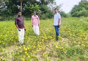   திருக்கோவிலுார் பகுதி விவசாயிகள்...  மகிழ்ச்சி!செழித்து வளர்ந்த உளுந்து பயிர்