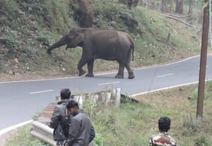 இறந்த குட்டி யானை உடல் அருகே நான்கு நாட்களாக நிற்கும் தாய்; பிரேத பரிசோதனை செய்வதில் சிக்கல்