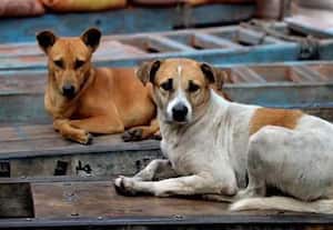 கோழி, ஆடுகளுக்கு எல்லாம் உயிர் இல்லையா? தெருநாய்கள் வழக்கில் உச்சநீதிமன்றம் கேள்வி