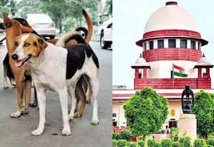 தெரு நாய்க்கடிக்கு நீதிபதிகளும் தப்பவில்லை: சுப்ரீம் கோர்ட் வேதனை