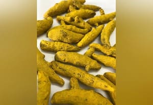  தர்மபுரி புது மஞ்சள் வரத்து குவின்டால் ரூ.17,099க்கு ஏலம்