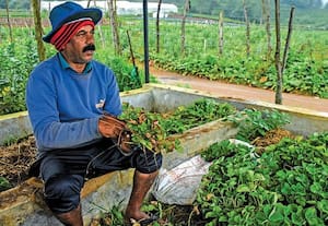  ஸ்ட்ராபெர்ரி பழங்கள் சாகுபடி: ஆண்டுக்கு ரூ.6 லட்சம் லாபம்!