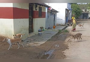 புகார் பெட்டி: ﻿ காஞ்சிபுரம்;  திருப்புலிவனத்தில் தெரு நாய்களால் மக்கள் அச்சம்